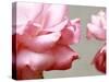 Rose Petals II-Nicole Katano-Stretched Canvas