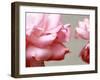 Rose Petals II-Nicole Katano-Framed Photo