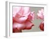 Rose Petals II-Nicole Katano-Framed Photo