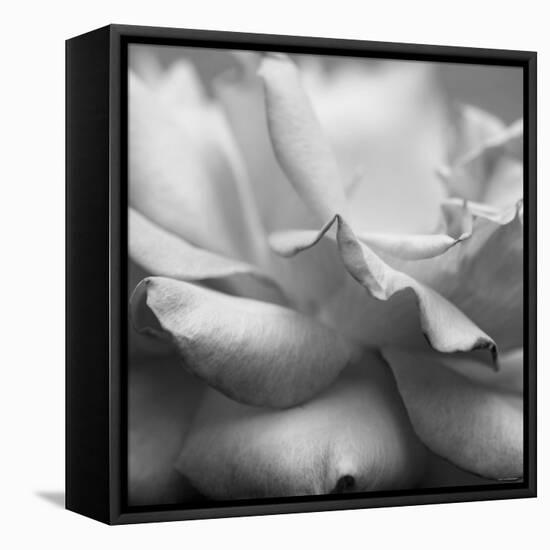 Rose Petals II-Nicole Katano-Framed Stretched Canvas