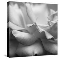 Rose Petals II-Nicole Katano-Stretched Canvas