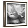 Rose Petals II-Nicole Katano-Framed Photo