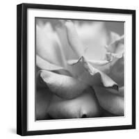 Rose Petals II-Nicole Katano-Framed Photo