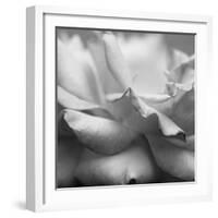 Rose Petals II-Nicole Katano-Framed Photo