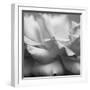 Rose Petals II-Nicole Katano-Framed Photo