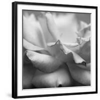 Rose Petals II-Nicole Katano-Framed Photo