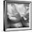 Rose Petals II-Nicole Katano-Framed Photo