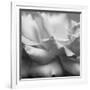 Rose Petals II-Nicole Katano-Framed Photo