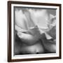 Rose Petals II-Nicole Katano-Framed Photo