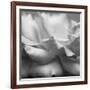 Rose Petals II-Nicole Katano-Framed Photo