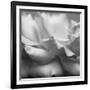 Rose Petals II-Nicole Katano-Framed Photo