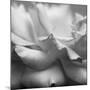 Rose Petals II-Nicole Katano-Mounted Photo