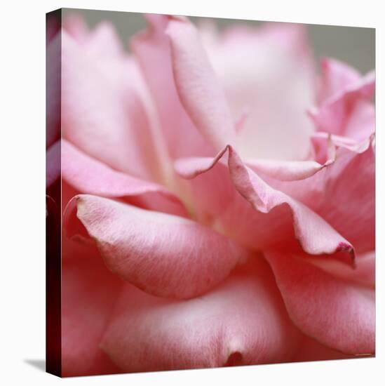 Rose Petals III-Nicole Katano-Stretched Canvas