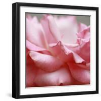 Rose Petals III-Nicole Katano-Framed Photo