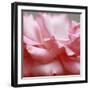 Rose Petals III-Nicole Katano-Framed Photo