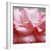 Rose Petals III-Nicole Katano-Framed Photo