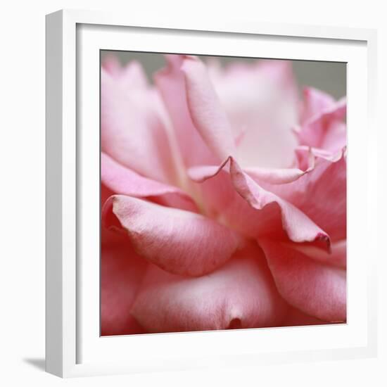 Rose Petals III-Nicole Katano-Framed Photo