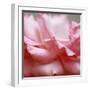Rose Petals III-Nicole Katano-Framed Photo