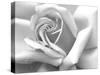 Rose Petals In Black And White-mypokcik-Stretched Canvas