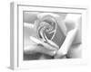 Rose Petals In Black And White-mypokcik-Framed Photographic Print