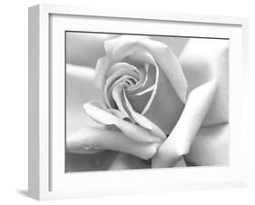 Rose Petals In Black And White-mypokcik-Framed Photographic Print