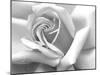 Rose Petals In Black And White-mypokcik-Mounted Photographic Print