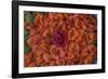 Rose Petals.< Mexico-Art Wolfe-Framed Photographic Print