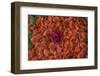 Rose Petals.< Mexico-Art Wolfe-Framed Photographic Print