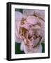 Rose, Petals, Pink, Detail-S. Uhl-Framed Photographic Print