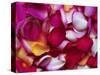 Rose Petals-David Tipling-Stretched Canvas