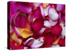 Rose Petals-David Tipling-Stretched Canvas