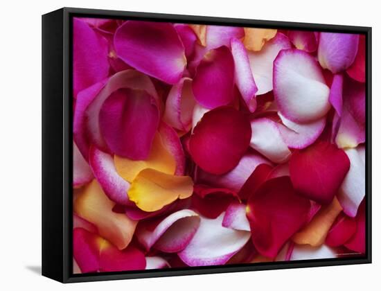 Rose Petals-David Tipling-Framed Stretched Canvas