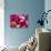 Rose Petals-David Tipling-Stretched Canvas displayed on a wall