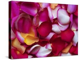 Rose Petals-David Tipling-Stretched Canvas