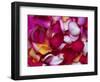 Rose Petals-David Tipling-Framed Photographic Print