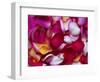 Rose Petals-David Tipling-Framed Photographic Print