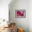 Rose Petals-David Tipling-Framed Photographic Print displayed on a wall