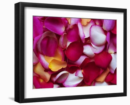 Rose Petals-David Tipling-Framed Photographic Print