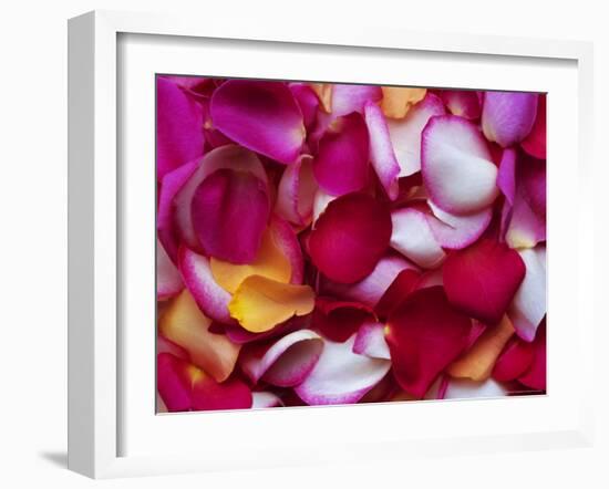 Rose Petals-David Tipling-Framed Photographic Print