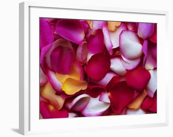 Rose Petals-David Tipling-Framed Photographic Print