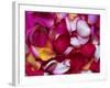 Rose Petals-David Tipling-Framed Photographic Print