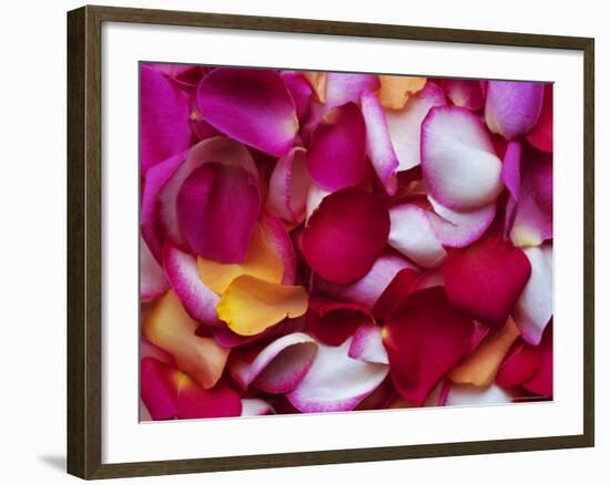 Rose Petals-David Tipling-Framed Photographic Print