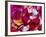 Rose Petals-David Tipling-Framed Photographic Print