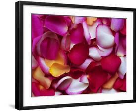 Rose Petals-David Tipling-Framed Photographic Print