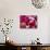 Rose Petals-David Tipling-Mounted Photographic Print displayed on a wall