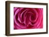 Rose, Pink, Petals, Detail-David & Micha Sheldon-Framed Photographic Print