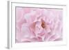 Rose Pink Rose-Cora Niele-Framed Photographic Print