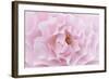 Rose Pink Rose-Cora Niele-Framed Photographic Print