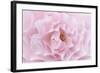 Rose Pink Rose-Cora Niele-Framed Photographic Print