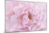 Rose Pink Rose-Cora Niele-Mounted Photographic Print